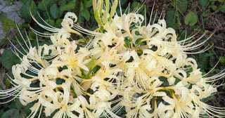 香川の白い彼岸花